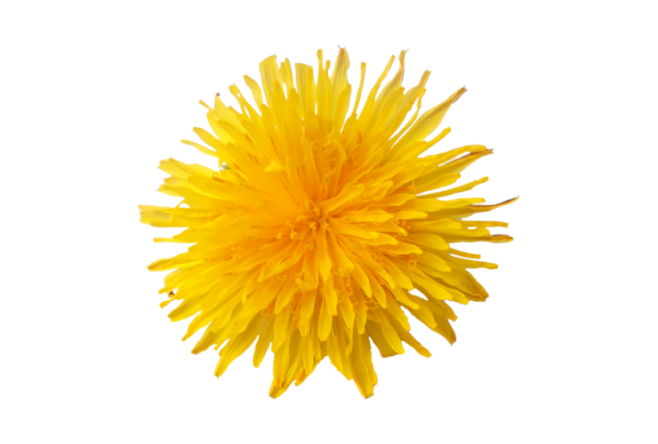 kvet púpavy