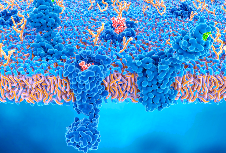 Endokanabinoidný systém v tele- objevte ho!