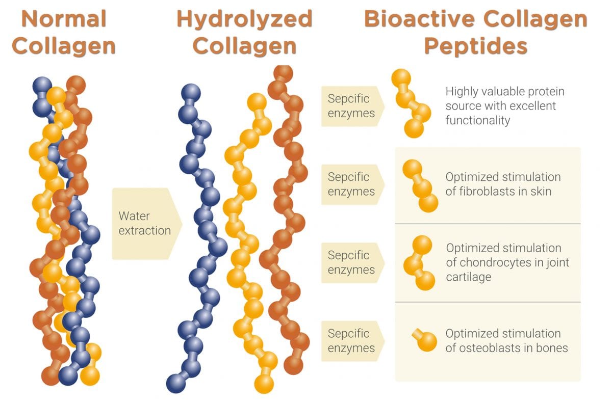 hydroizolované biaktivní kolagenové peptidy